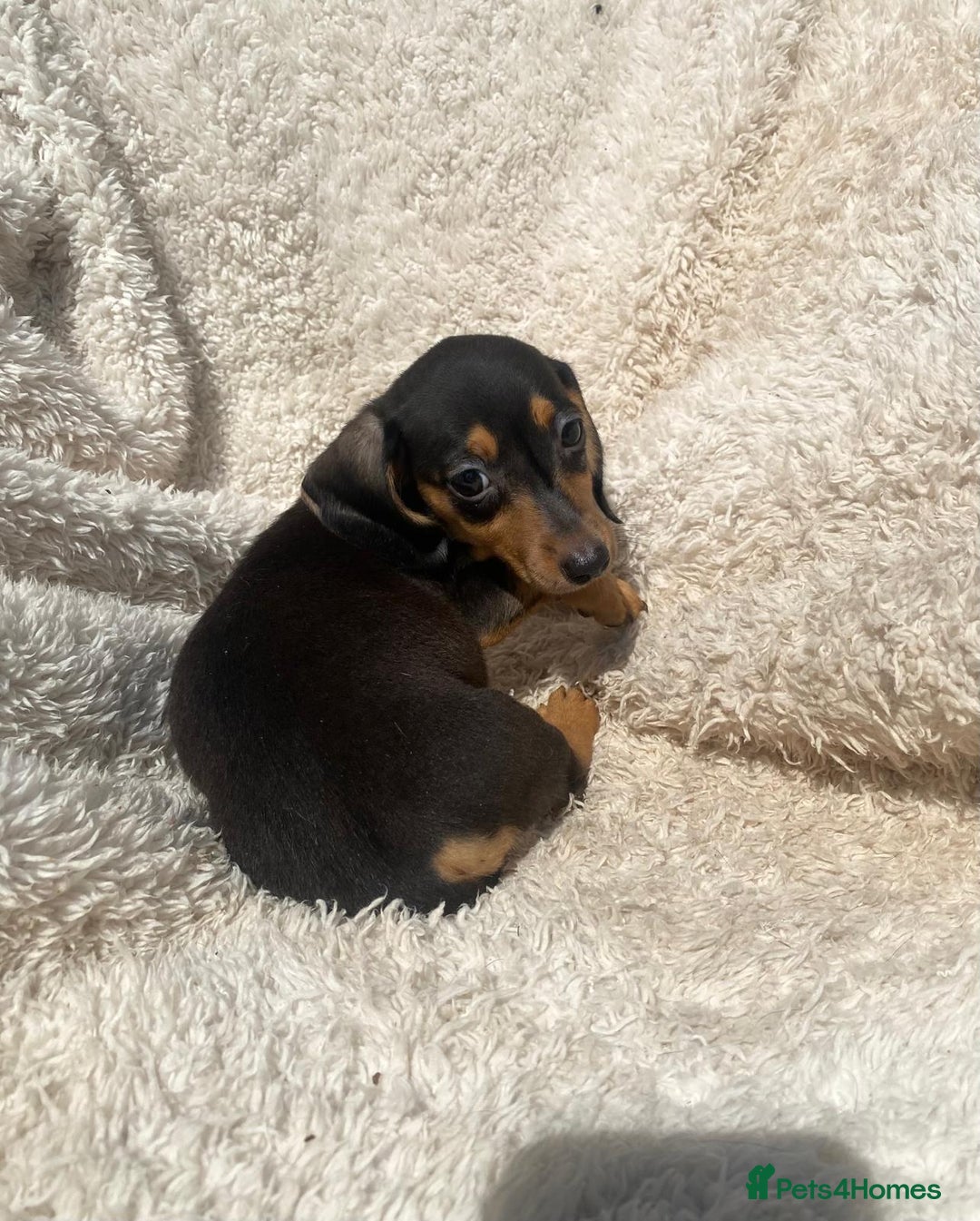 Miniature Dachshund dogs for sale: True To Type Miniature Dachshunds  - Image 4