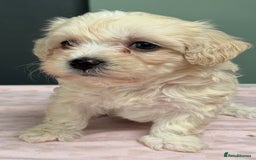 Maltipoo dogs for sale: Beautiful maltipoo puppies - Image 14