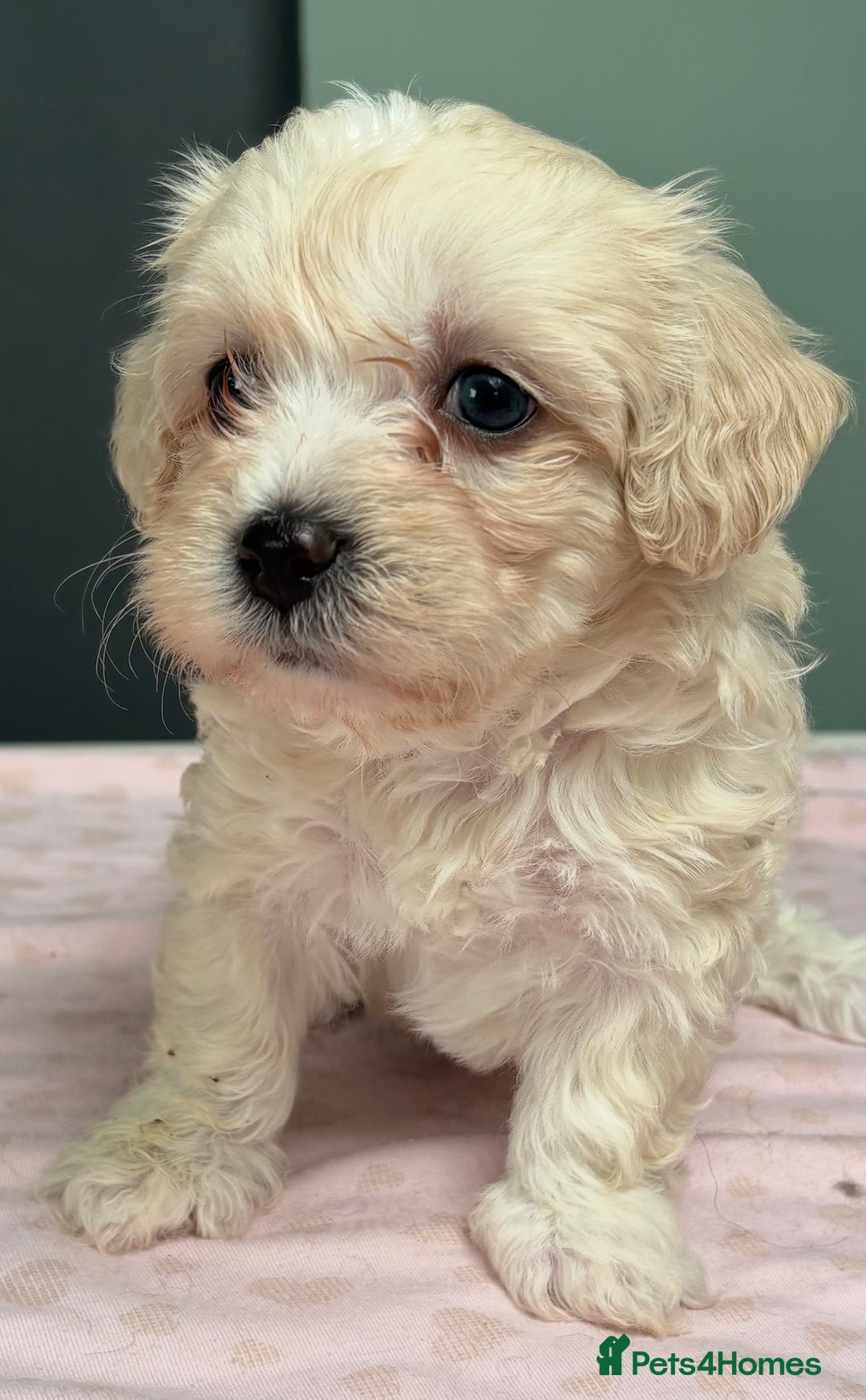 Maltipoo dogs for sale: Beautiful maltipoo puppies - Image 14