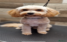 Cavapoo dogs for stud: Bambi - Image 2