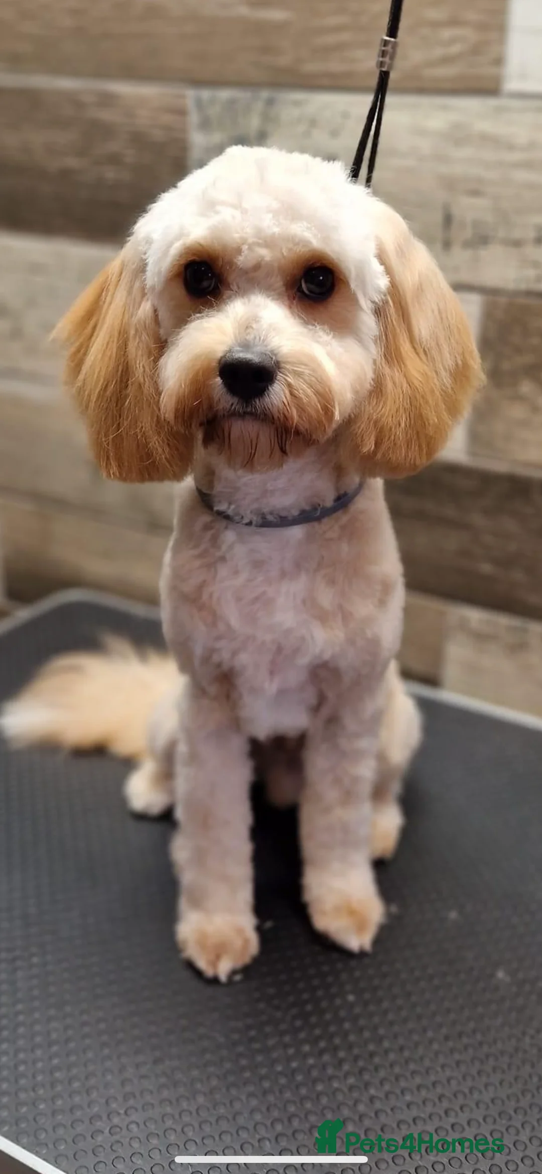 Cavapoo dogs for stud: Bambi - Advert 2