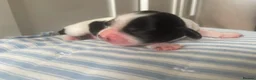 Mixed Breed dogs for sale: Stunning litter available  - Advert 8