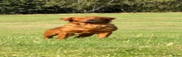 Golden Retriever dogs for stud: Kc registered dark red stud dog  - Advert 1