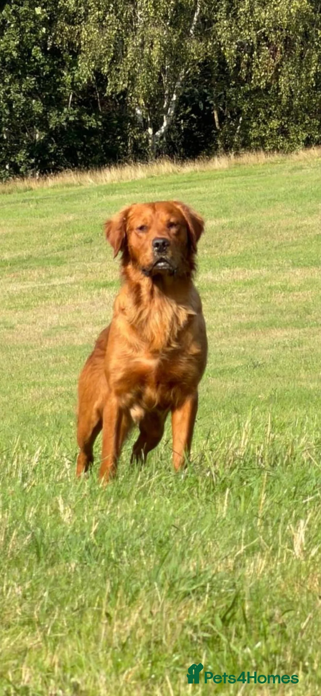 Golden Retriever dogs for stud: Kc registered dark red stud dog  - Advert 1