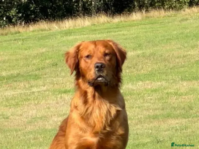 Golden Retriever dogs for stud: Kc registered proven dark red stud dog - Advert 1