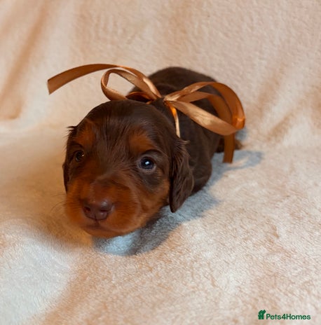 Miniature Dachshund dogs - Advert 9