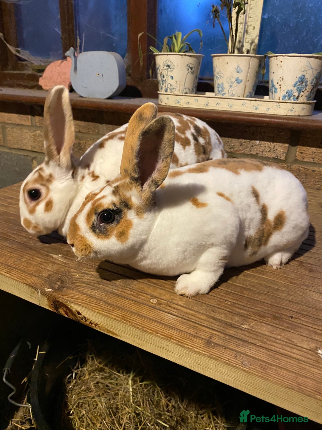 Rex rabbits for sale: Mini Rex -Tricolour Buck and VM Blue Doe - Advert 1