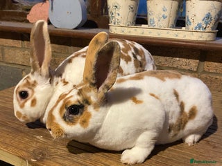 Rex rabbits Mini Rex -Tricolour Buck and VM Blue Doe - Advert 1