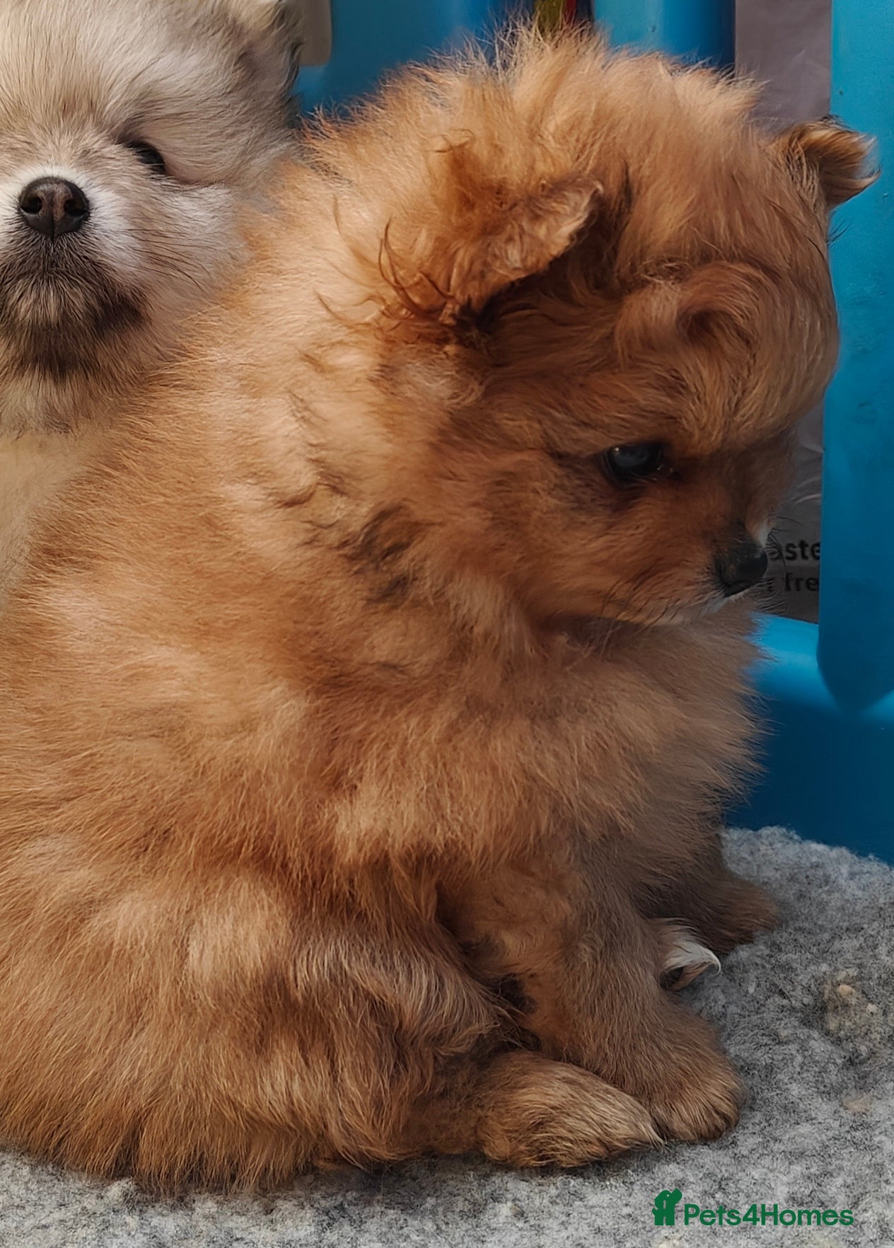 Pomeranian dogs KC reg Ready to go Luxury Pomeranian  - Advert 2