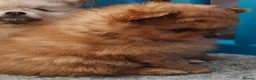 Pomeranian dogs for sale: KC reg Ready to go Luxury Pomeranian  - Advert 17