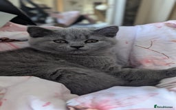 British Shorthair cats for sale: Both parents pedigrees- Dad 5x 🏆 3 boys 1 girl  - Image 1