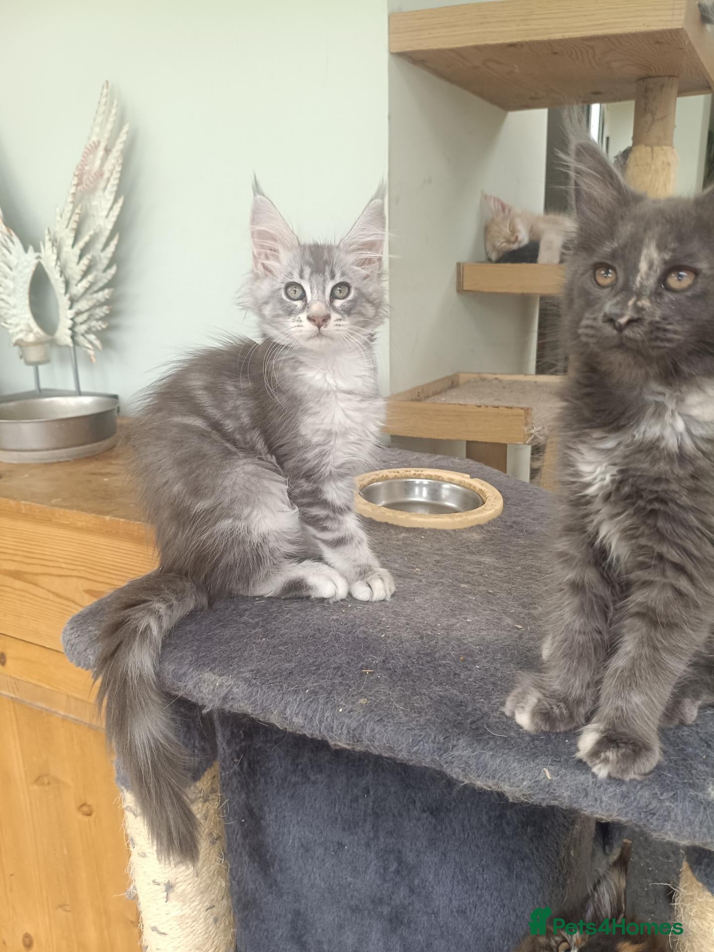 Maine Coon cats XL health tested, tica reg kittens 😍 - Advert 1