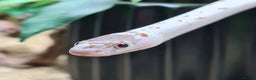 Corn Snake reptiles for sale: Palmetto and wildtype corn snakes available - Advert 1