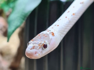 Corn Snake reptiles Palmetto and wildtype corn snakes available - Advert 1