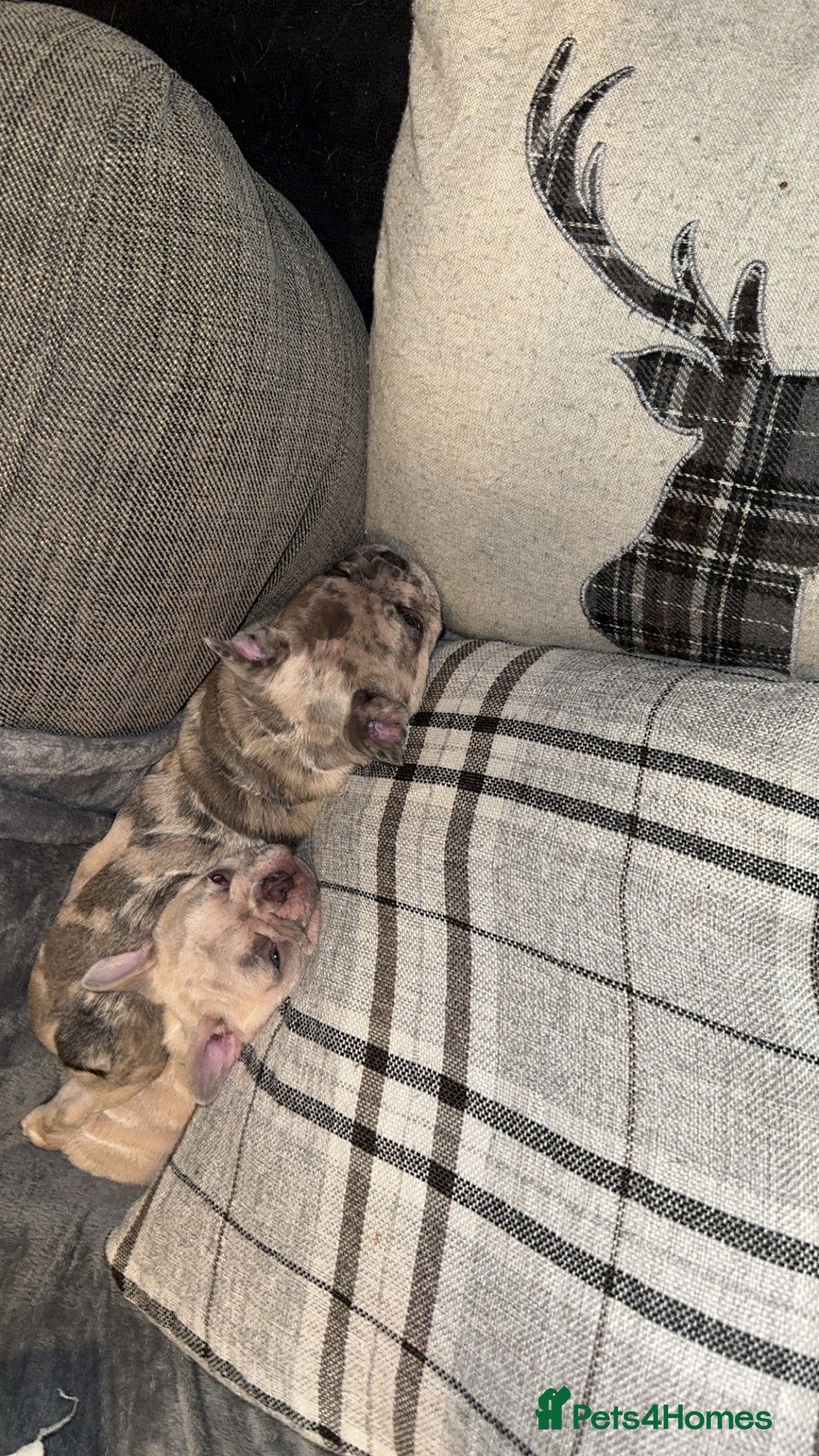 French Bulldog dogs for sale: 2 STUNNING BOY FRENCHIES LEFT…. REDUCED READY NOW in Stoke-on-Trent - Image 22