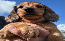 Dachshund dogs for sale: KC REG LONG HAIRED DAPPLED STANDARD  - Image 9