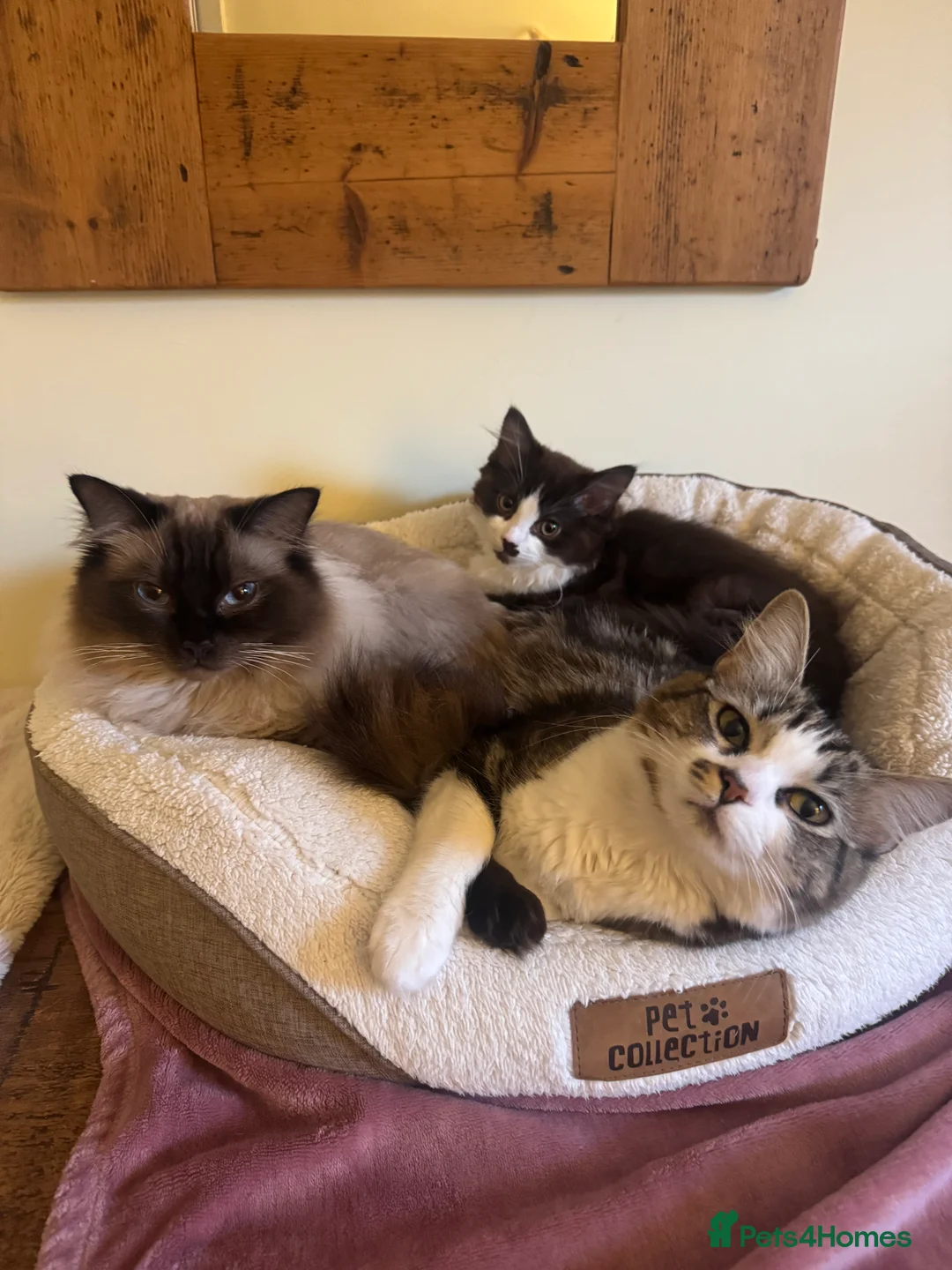 Ragdoll cats for sale: 🤍chocolate cinnamon mitted Ragdoll  - Advert 4