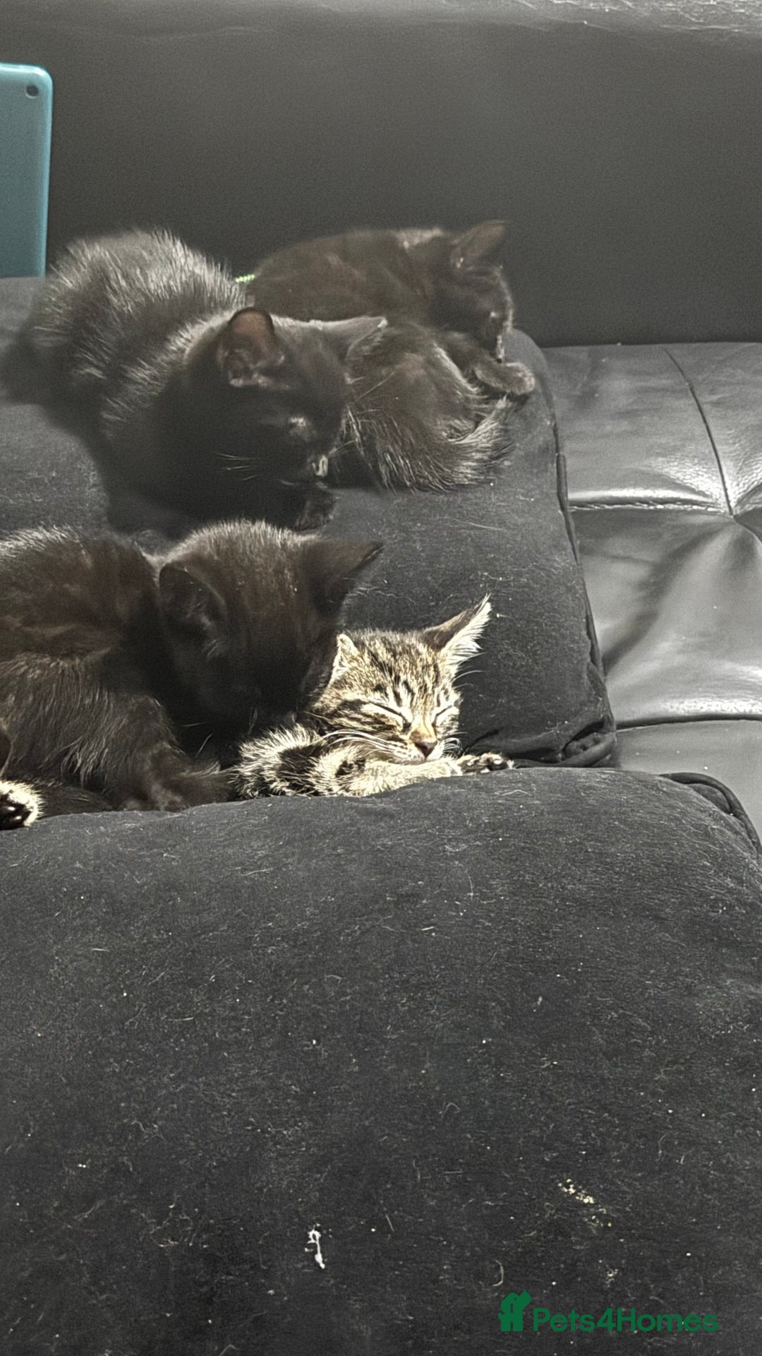 Mixed Breed cats for sale: Mixed-breed kittens looking for loving homes - Image 4