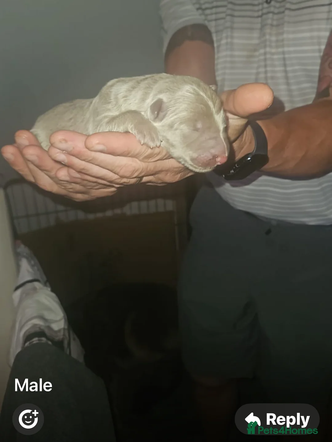 German Shepherd dogs for stud: Sabre, big strong straight backed DMclear male GSD in Stoke-on-Trent - Advert 9