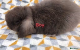 Mini Lop rabbits for sale: Beautiful mini lops  - Image 9