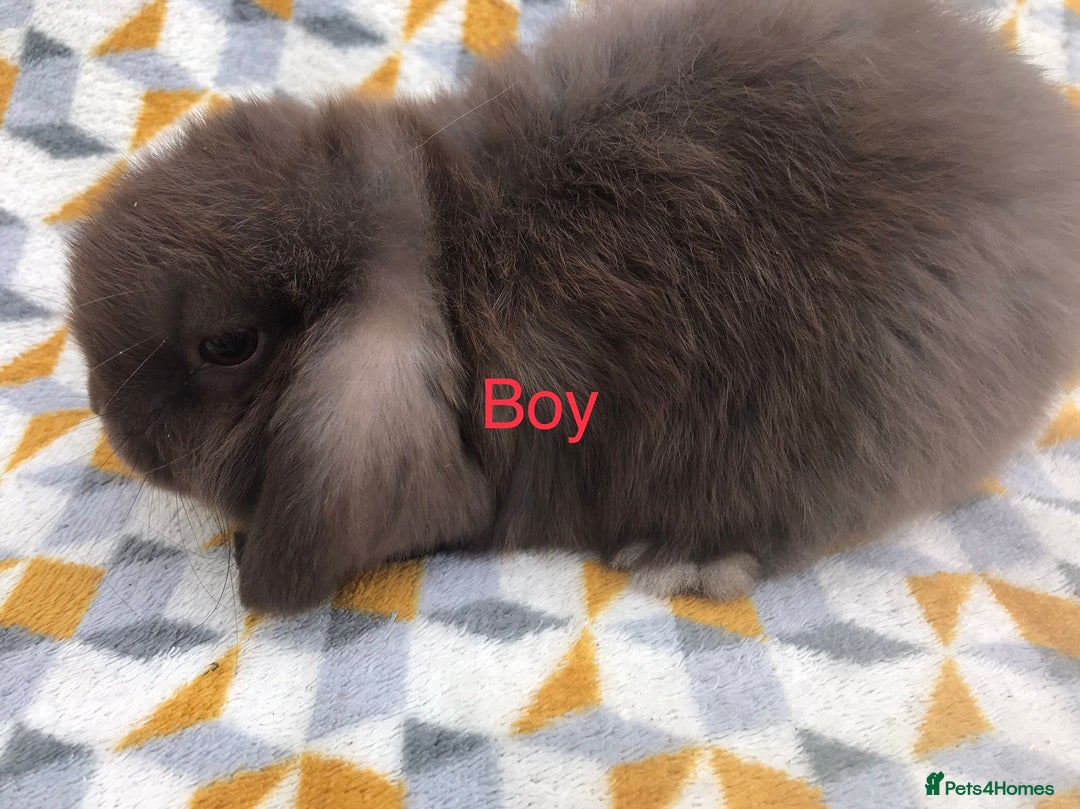 Mini Lop rabbits for sale: Beautiful mini lops  - Image 9