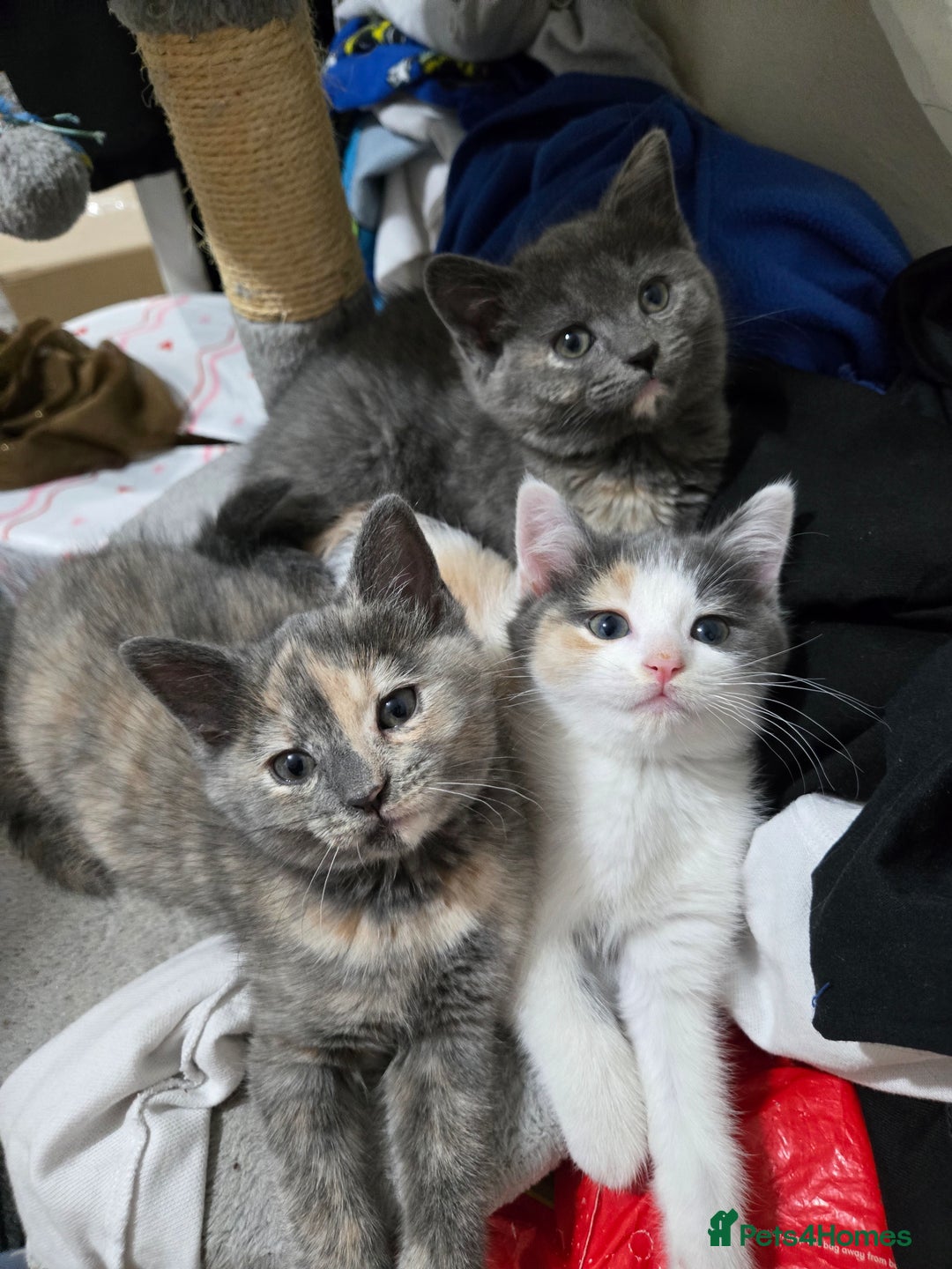 British Shorthair cats for sale: Beautiful litter of five ready for their new homes - Advert 2