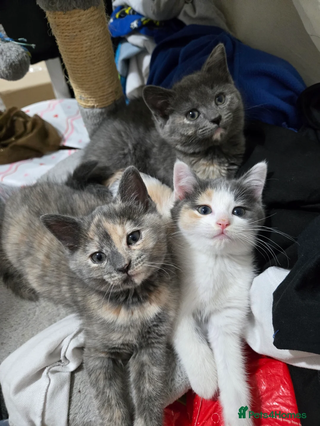British Shorthair cats for sale: Beautiful litter of five ready for their new homes - Advert 2