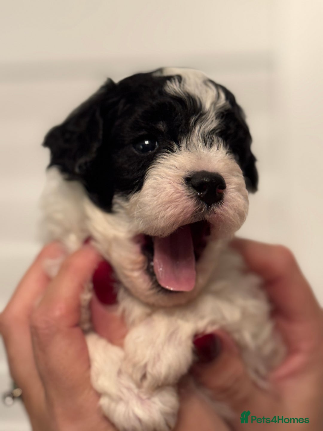 Mixed Breed dogs for sale: Adorable jackacavapoo puppies only 2 left  - Image 22