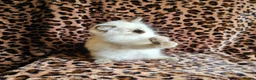 Ragdoll cats for sale: Ragdoll Kittens  - Advert 10