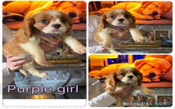 Cavalier King Charles Spaniel dogs for sale: King Charles cavalier puppies for sale  - Image 3