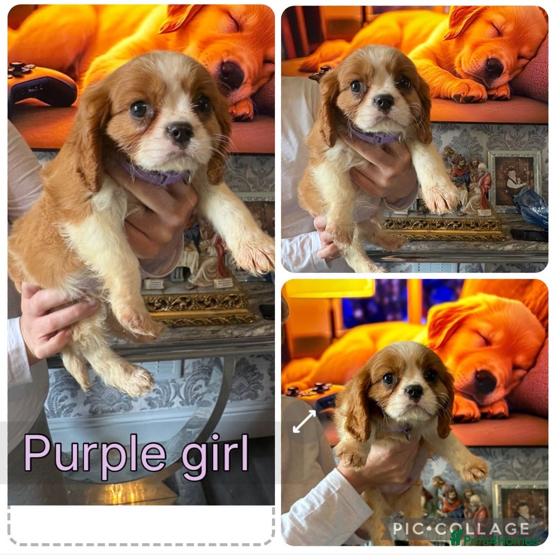 Cavalier King Charles Spaniel dogs for sale: King Charles cavalier puppies for sale  - Image 3