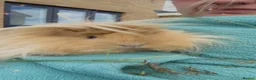 Guinea Pig rodents for sale: Two bonded guinea pigs - Advert 3