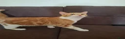 Mixed Breed cats for sale: Beautiful adult cat ready to be rehomed - Advert 2