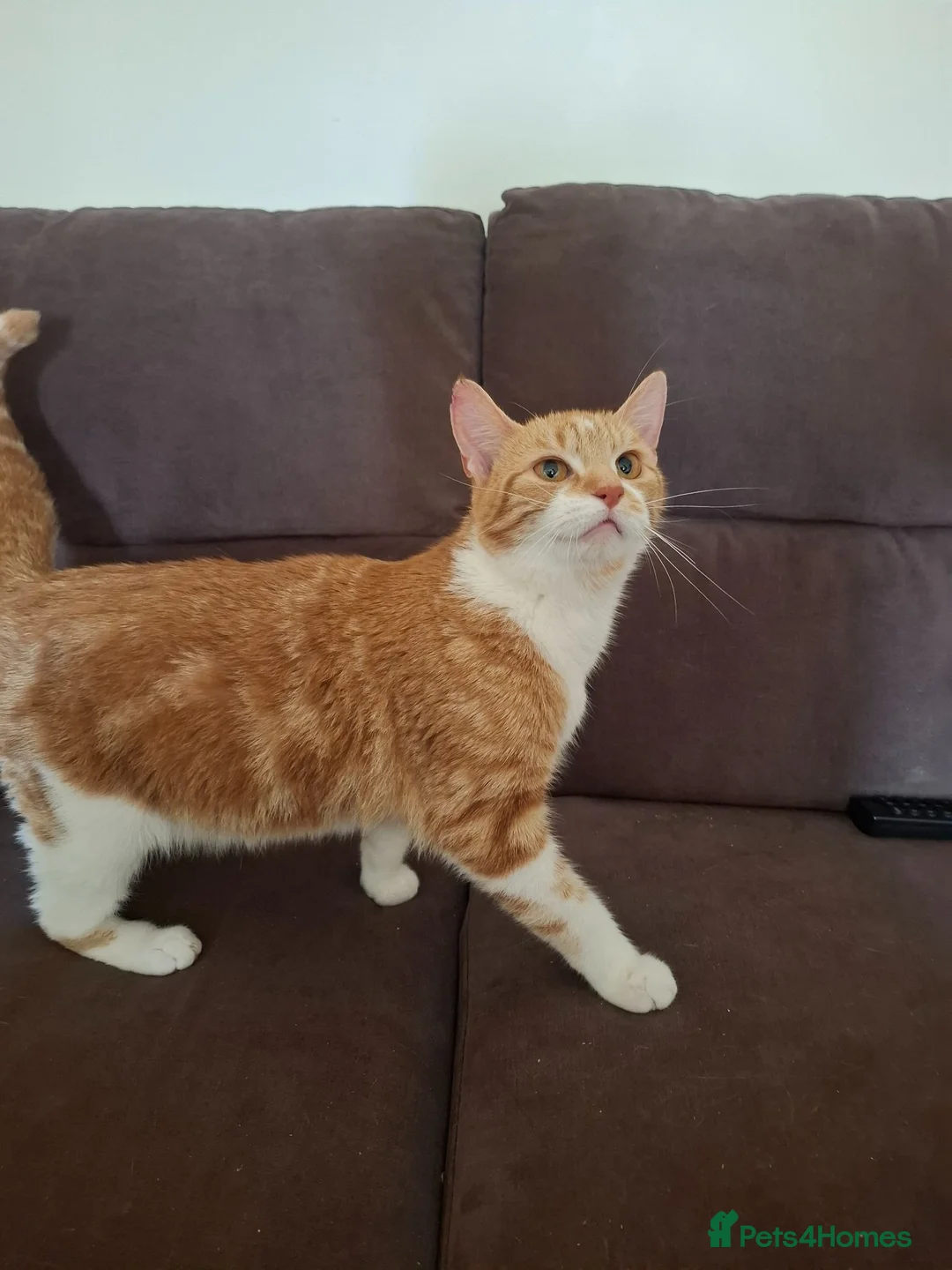 Mixed Breed cats for sale: Beautiful adult cat ready to be rehomed - Advert 2