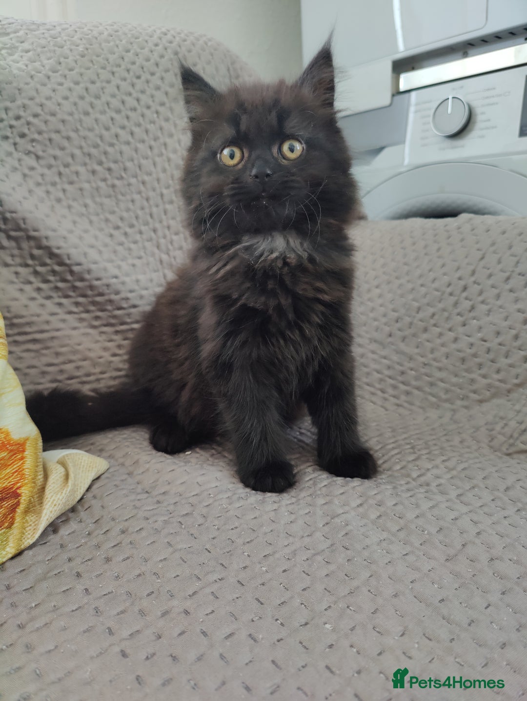 Mixed Breed cats for sale: Persian Mix kittens  - Advert 15