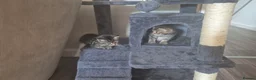 Mixed Breed cats for sale: Two beautiful male kittens in Buckingham - Advert 2