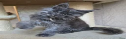 Maine Coon cats for stud: Large Black 9kg Russian Lines Maine Coon STUD - Advert 34