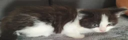 Mixed Breed cats for sale: Lovely & Playful Kittens looking for a New home!  - Advert 6