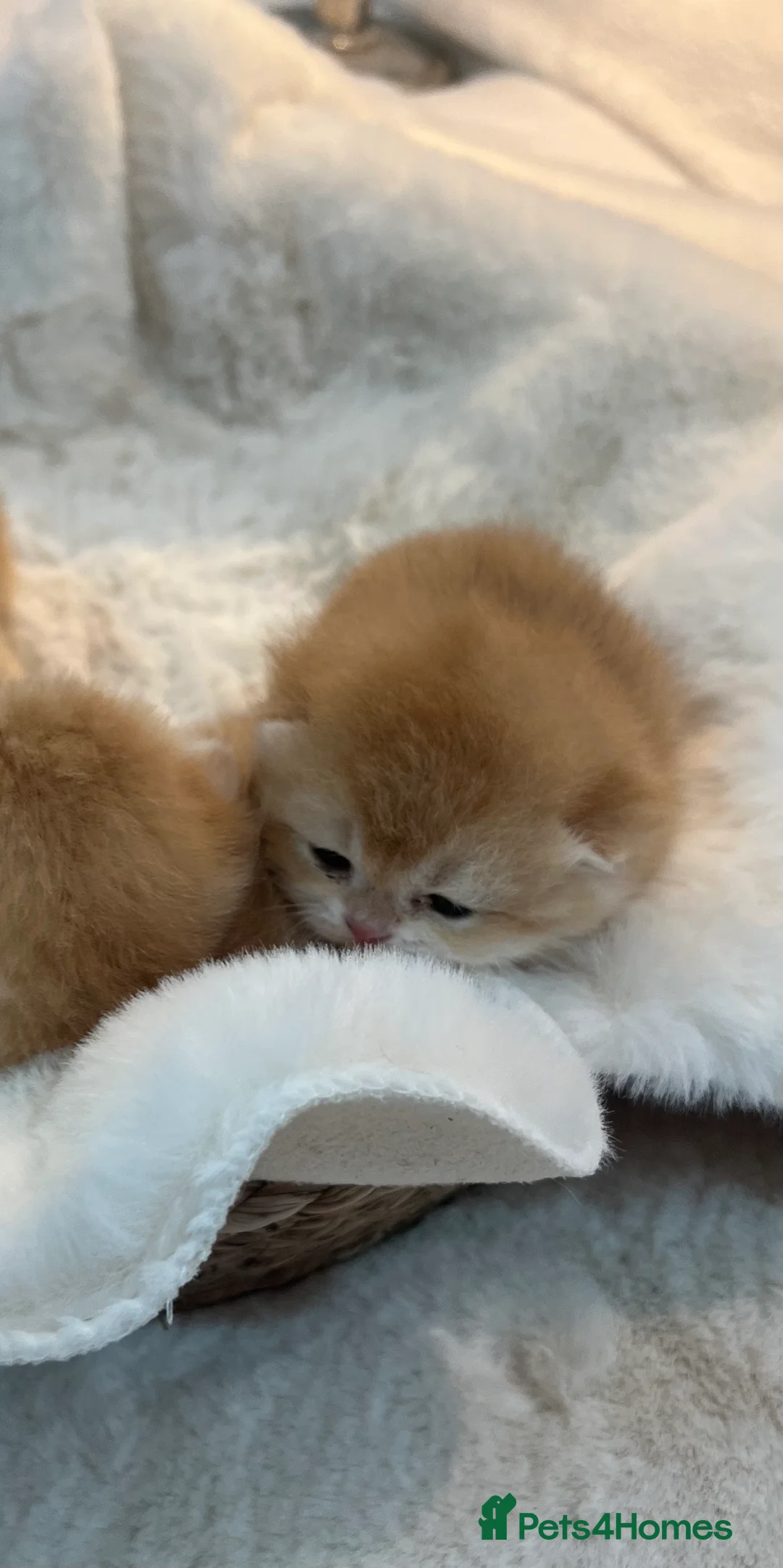 British Shorthair cats for sale: 🏆 Ny12 Golden British Shorthairs 🏆 - Advert 19