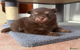 Pomchi dogs for sale: Stunning little loving girl - Image 1