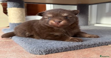 Pomchi dogs - Advert 4