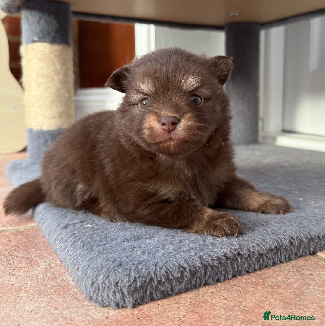Pomchi dogs for sale: Stunning little loving girl - Image 1