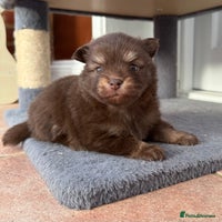 Pomchi dogs - Advert 4