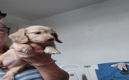 Miniature Dachshund dogs for sale: KC REG PRA CLEAR CREAM LONG HAIRED MINI DACHSHUNDS - Image 5
