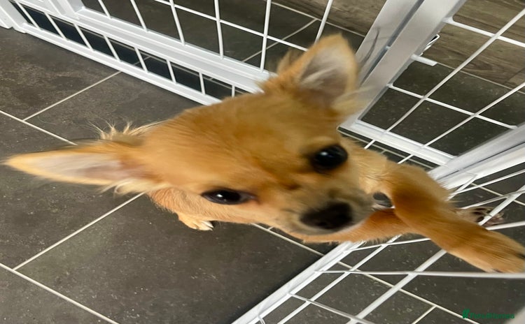 Chihuahua dogs - Advert 1