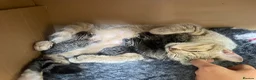 Mixed Breed cats for sale: Gorgeous 12week old tabby brother and sister - Advert 6