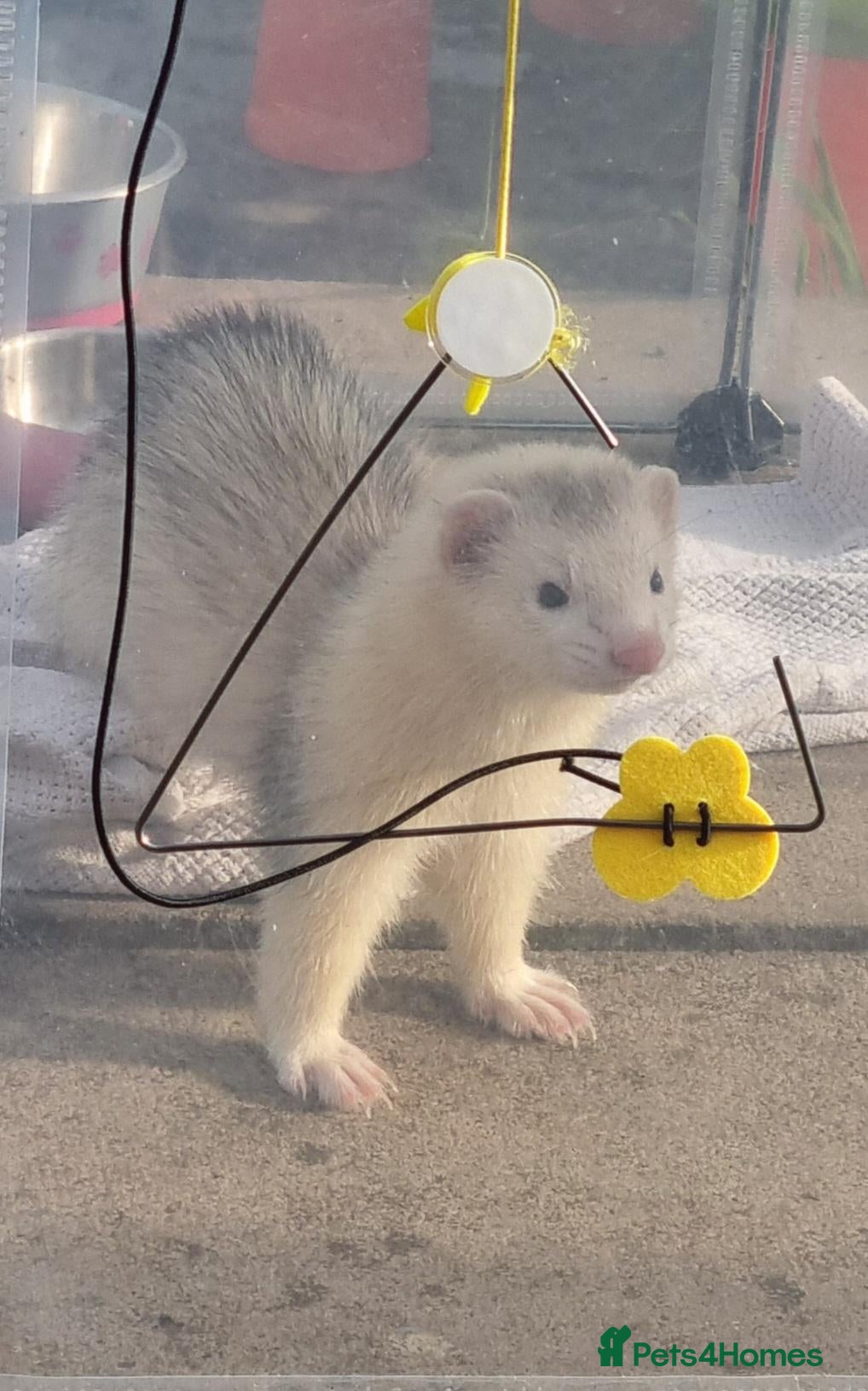 Ferret rodents Taco for rehoming - Advert 5