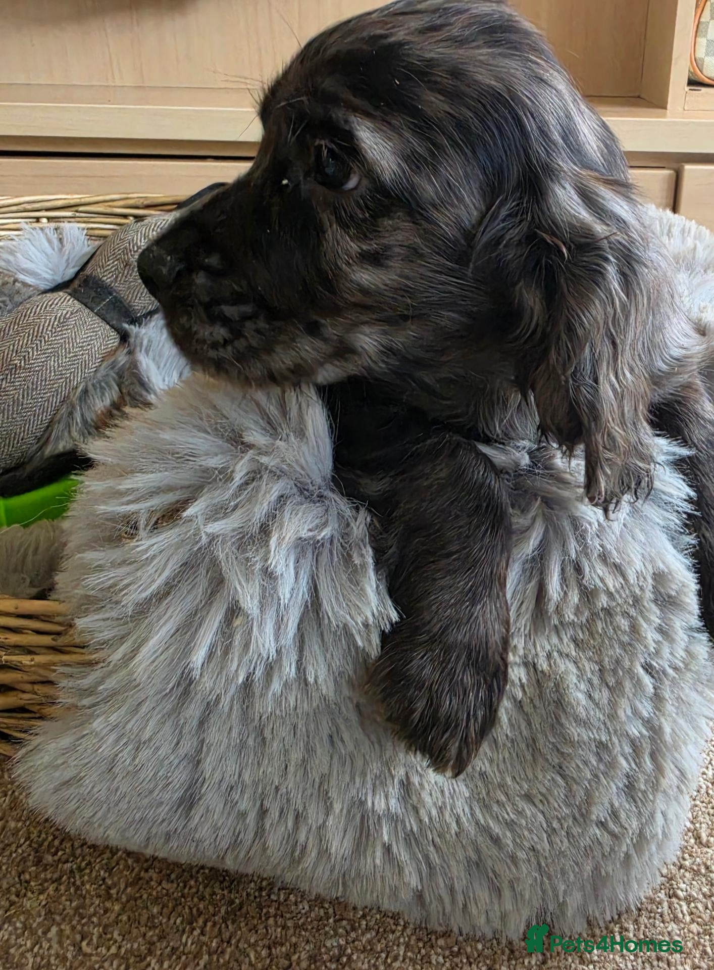 Cocker Spaniel dogs Working Type Cocker Spaniels - Advert 2