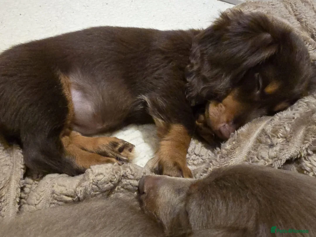Miniature Dachshund dogs for sale: Beautiful Girls needing a forever home. - Advert 12