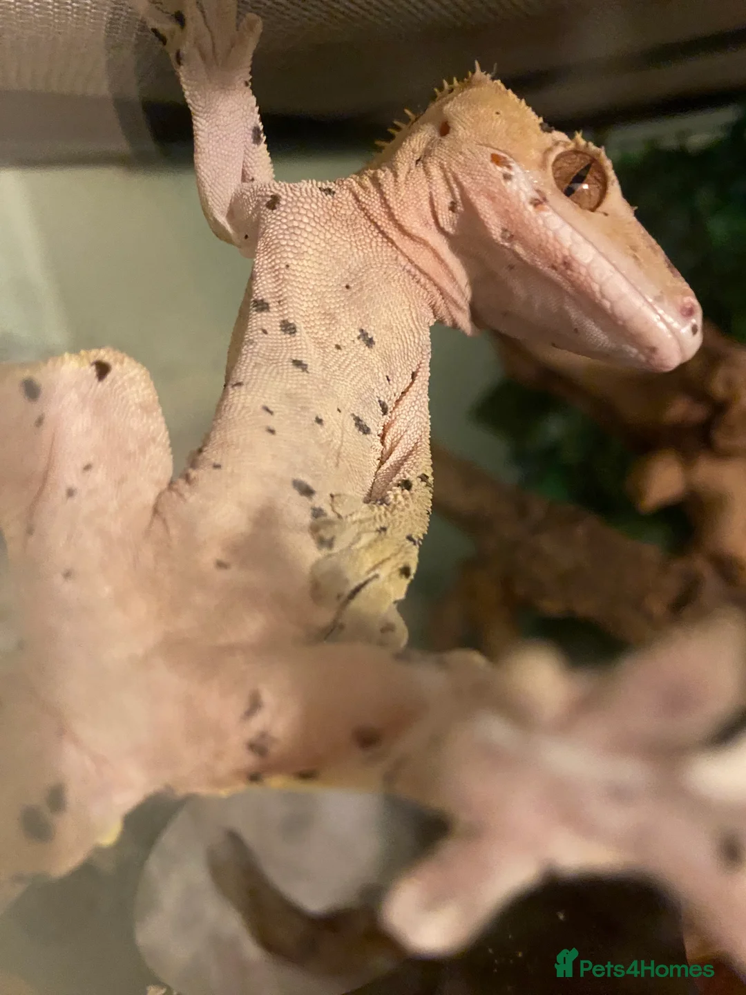 Gecko reptiles for sale: CB22 Male super Dalmatian crested gecko  - Advert 5